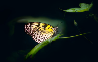 Fototapeta na wymiar Butterfly, gorgeous butterfly sitting on a leaf, resting, beautiful colors, elegant and delicate creature.