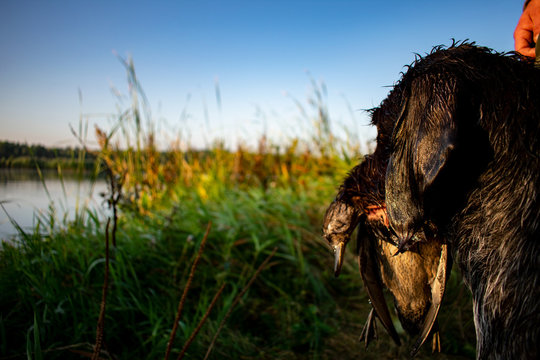 Hunting dog holding a duck
