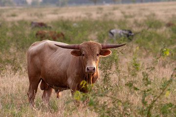 Young longhorn bull staring into camera and eating