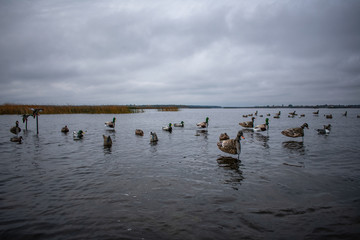 On the water stuffed placed on a duck hunt