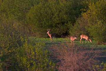 Buck watching while doe graze 7-24-05
