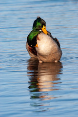Fototapeta premium Male mallards preening standing in water 1-29-06