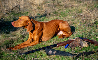 A hunting dog lies near a woodcock