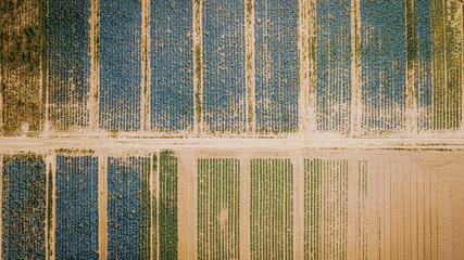 Aerial view of multicolored agricultural cabbage fields from drone