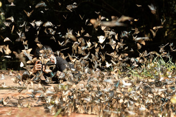 Professional woman photographer taking butterfly in the green jungle rain forest nature. Travel and Vacations Concept