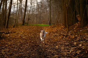 Hund rennt im Herbstwald
