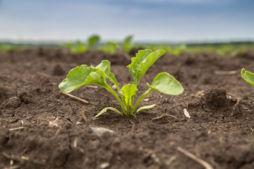 young shoots of sugar beet 