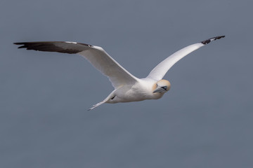 Gannet Flying