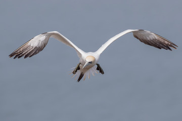 Gannet Flying