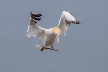 Gannet Flying