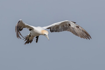 Gannet Flying