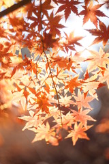 紅葉の秋