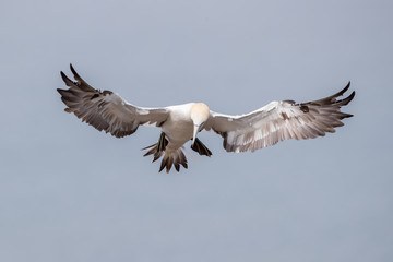 Gannet Flying