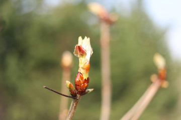 Swollen bud of chestnut tree before flowering. Early spring. Selective focus. Closeup