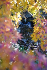 紅葉のフレーム