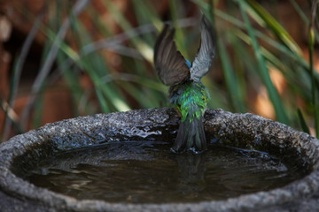 Female Blue Dacnis Bird