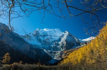 Beautiful of Zhuomala lake and Yellow pine forest in autumn with snow-capped mountain and blue sky in the background at Yading Nature Reserve, Sichuan, China