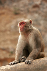 Red face monkey walking in Monkey Temple. Macaque at ancient temple background