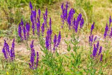 field of purple flowers