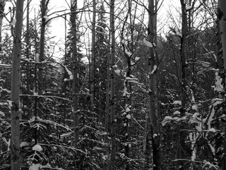 Black abstract winter forest background. Black christmas background. Trees in the snow. Black and white background.