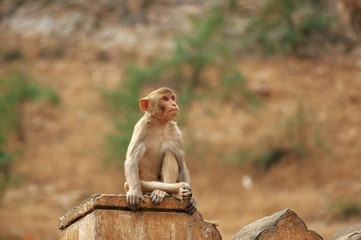 Pensive monkey sits in Monkey Temple. Cute monkey at ancient temple background