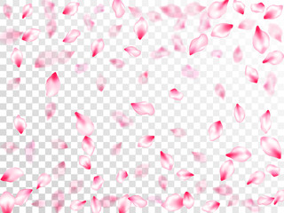 Spring blossom isolated petals flying