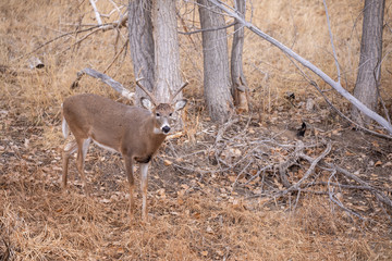 Whitetail Deer Buck in the Fall Rut