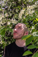 08.05.2019, Moscow, Russia. A young bearded man walking around Kolomenskoye park. A guy standing in the branches of a flowering bird cherry and looking up.