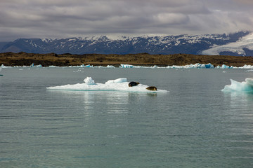 Jökulsárlón glacial lagoon with icebergs during summer in Iceland.