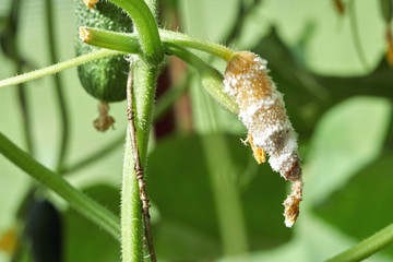 Diseased yellowed cucumber covered with a white coating growing on the branch in greenhouse in summer. Infection Sclerotinia of cucumbers in hothouse.