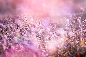 Abwaschbare Fototapete Nach Farbe schöne Grasblume in zartrosa romantischem Hintergrund mit Lichtlecks bei Sonnenaufgang