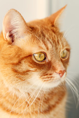 Cute young red cat close-up portrait