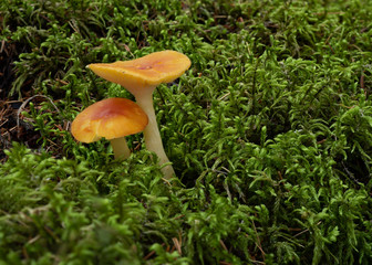 Macro photograph of two orange - brown colored mushrooms in a forest setting surrounded by green moss and scattered pine needles.