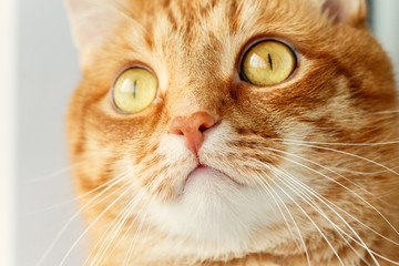 Funny red cat`s surprised muzzle close-up