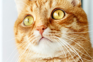 Funny ginger cat`s surprised face close-up