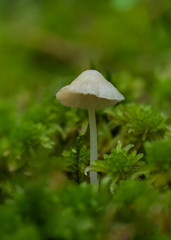Macro photograph of a single delicate white colored mushroom in a forest setting surrounded by green moss and scattered pine needles.  There is considerable focus blur around the mushroom.