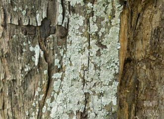 bark of a tree