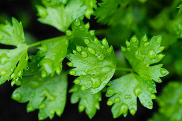 Top view of fresh celery's leaves with morning dew at celery farm