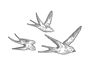 Flock of swallows sketch engraving vector illustration. T-shirt apparel print design. Scratch board style imitation. Black and white hand drawn image.