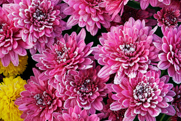 Close-up of frosted pink and yellow chrysanthemums