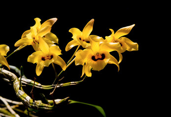 Close-up of orchid flower, Dendrobium friedericksianum Rchb.f.