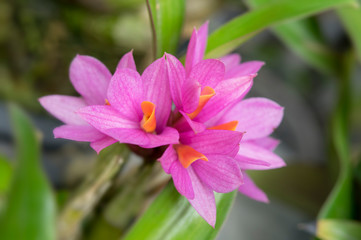 Obraz na płótnie Canvas Close-up of orchid flower, Dendrobium secundum (Blume) Lindl.