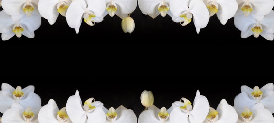 Frame made of beautiful white orchids isolated on black background panorama banner long