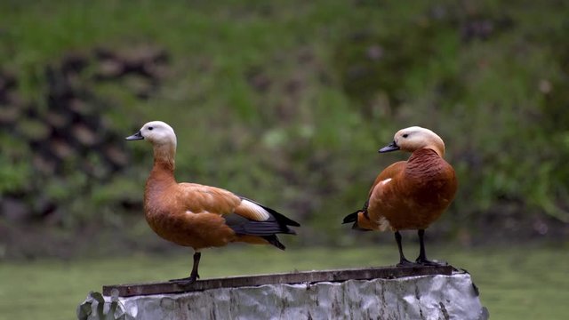 Two ruddy shelduck sitting on the house. Tadorna ferruginea.