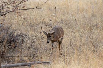 Whitetail Deer Buck in the Fall Rut
