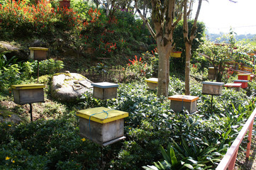 Man-made bee nests made of timber. Designed in box form. Placed in a flower garden to help bees get...