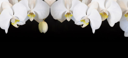 Beautiful white orchids isolated on black background panorama banner