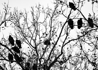 A Committee of Vultures Roosting in a Tree