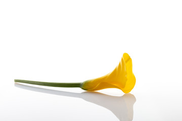 An isolated yellow calla flower with a green stem on a white background with reflection