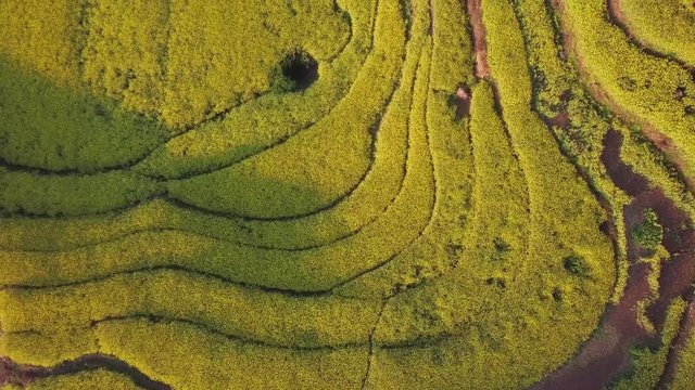 Aerial view drone flight above yellow rapeseed (canola) flower field in spring, Luoping, China